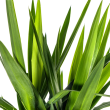 bladeren Yucca Elephantipes