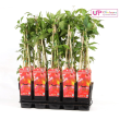 Set van 4 Parthenocissus Engelmannii planten als klimplant