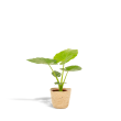 Alocasia Macrorrhiza in mand