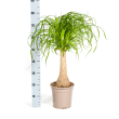 Olifantspoot Beaucarnea Recurvata 70 cm