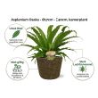 Asplenium varen voordelen