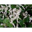 Weelderige Fallopia baldschuanica met witte bloemen in volle bloei tegen een tuinhek