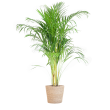 Areca palm Dypsis lutescens met mand naturel Ø21