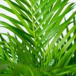 close-up bladeren Goudpalm Areca 
