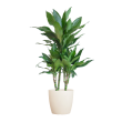 Dracaena Janet Lind met Viber wit pot