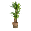 Yucca kamerplant in mand