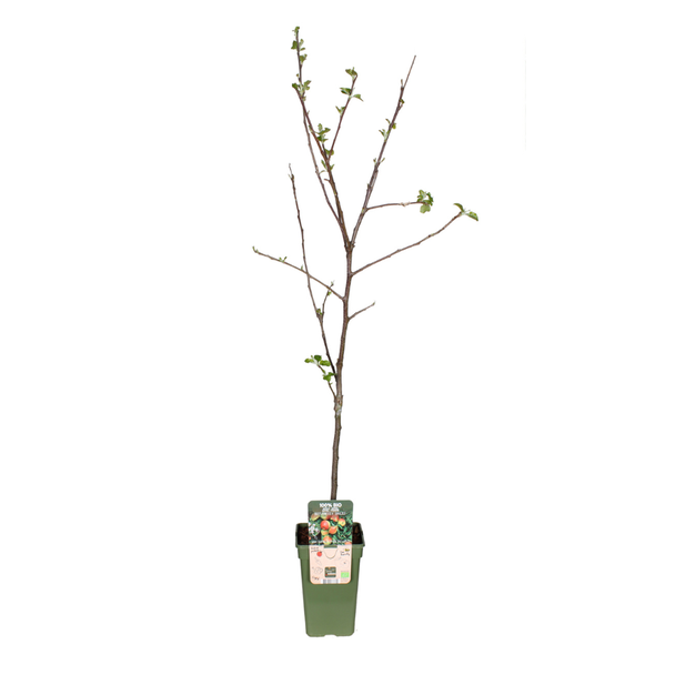 Pommier 'Jonagold'