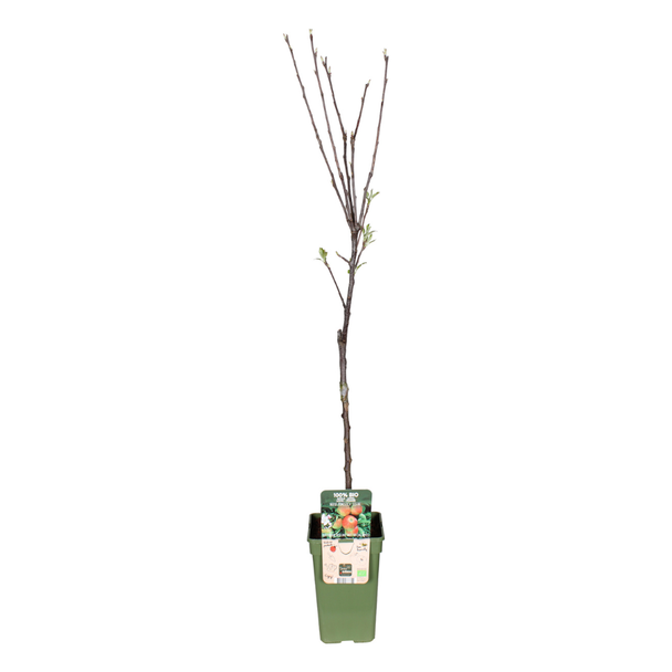 Pommier 'Elstar'