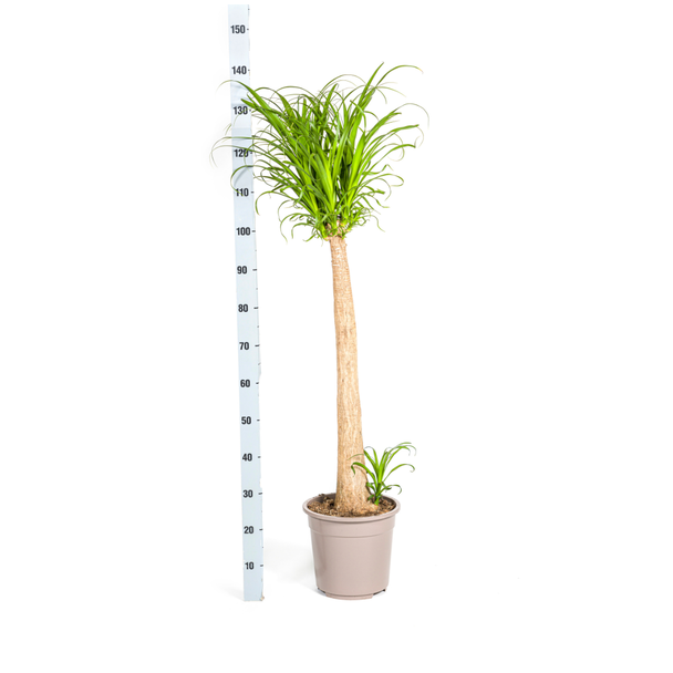 Olifantspoot Beaucarnea Recurvata 120 cm