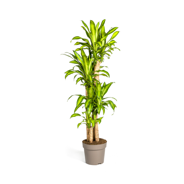 dracaena-fragrans-massangeana-kamerplant