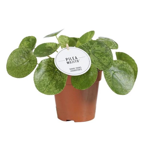 Pilea Mojito - Ø13 cm - ↕20 cm