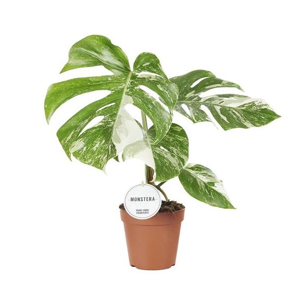 La Plante à Gousses Panachée, Plante d'Intérieur Verte, Tropicale, Monstera Deliciosa Variegata - Ø15cm - ↕45cm