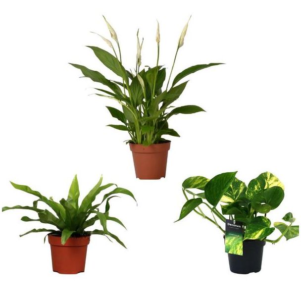 Mix de plantes d'intérieur purificatrices d'air - 3 plantes vertes avec des propriétés purificatrices d'air - ↕20/45cm
