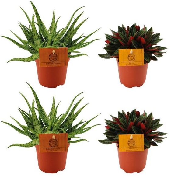 2x Aloe Spider + 2x Peperomia Rosso - 4 pièces - Ø10,5 cm - ↕10 cm