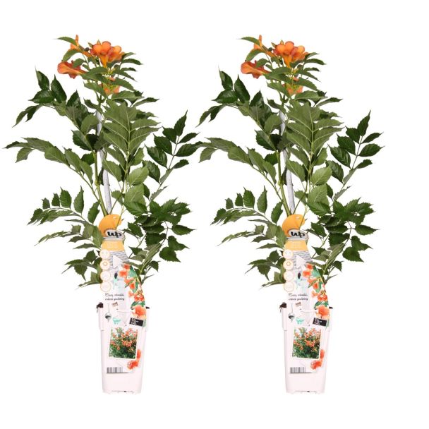Set van 2 Campsis ‘Indian Summer’ planten – 65cm hoog in pot Ø15cm