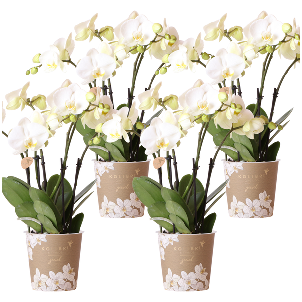 4 Pièces d'Orchidées Papillon Gand