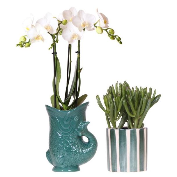 Orchidée Papillon Amabilis dans un pot Fish + Succulent dans un pot rayé vert