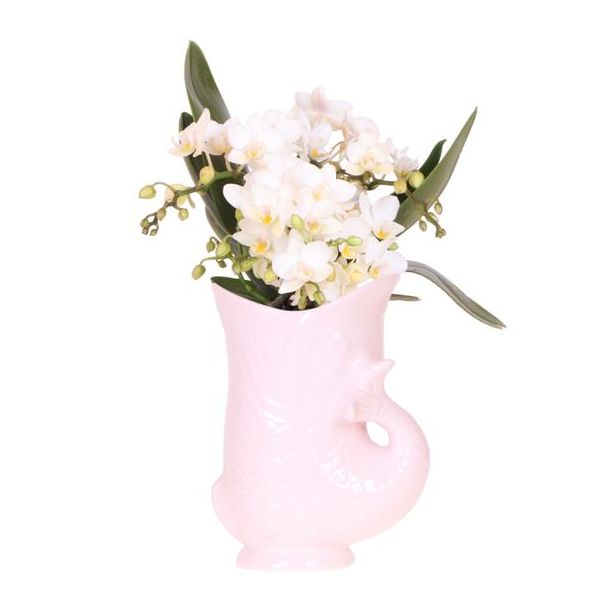 Orchidée Papillon Nazaré en Pot de Poisson Rose