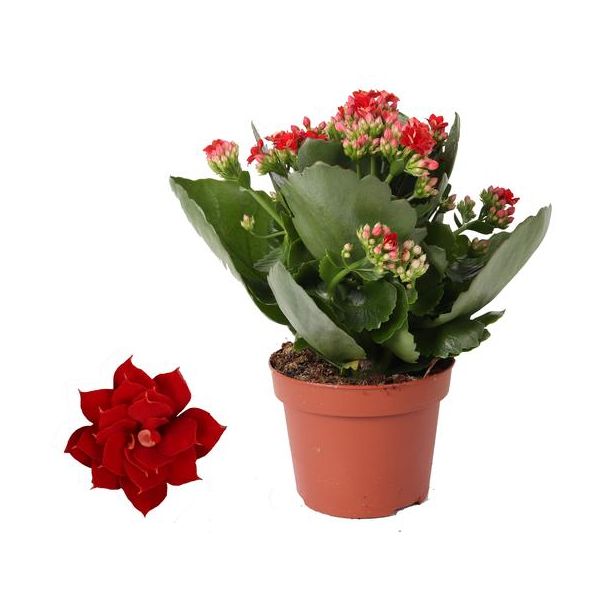 4 pièces Kalanchoé, Couleur Rouge, Plante Grasse, Kalanchoe Rosalina Don Justino Rouge - Ø12cm - ↕25cm