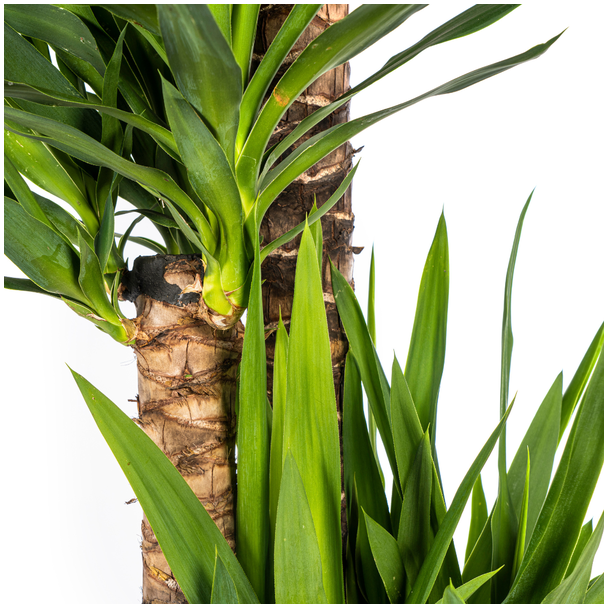 close up Yucca Elephantipes