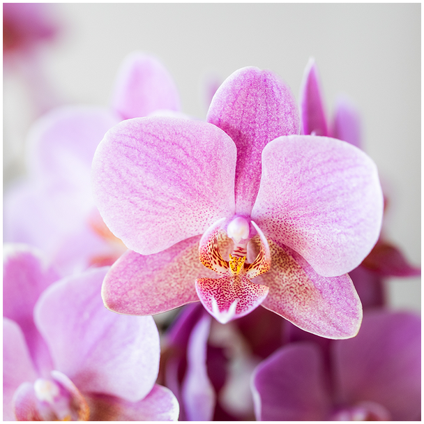 Bloeiende orchidee voor woonkamer of kantoor