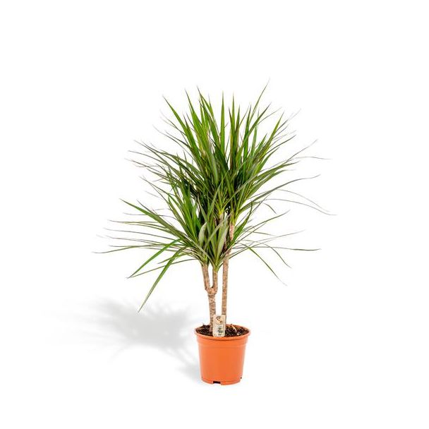Dracaena Marginata, plante d'intérieur purificatrice d'air - Ø17cm - ↕90cm