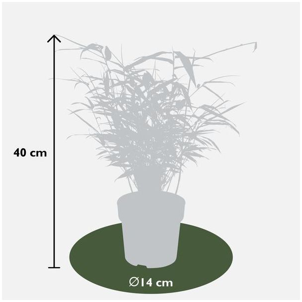 afmeting Fargesia rufa bamboe planten