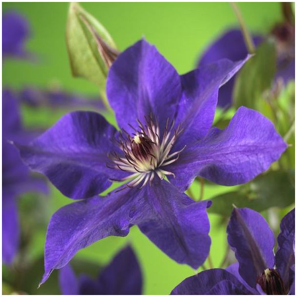 Close-up van paarse bloemen van Clematis 'The President' met opvallende meeldraden