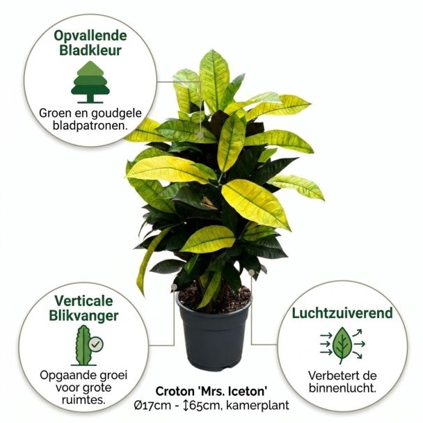 Croton Mrs. Iceton voordelen