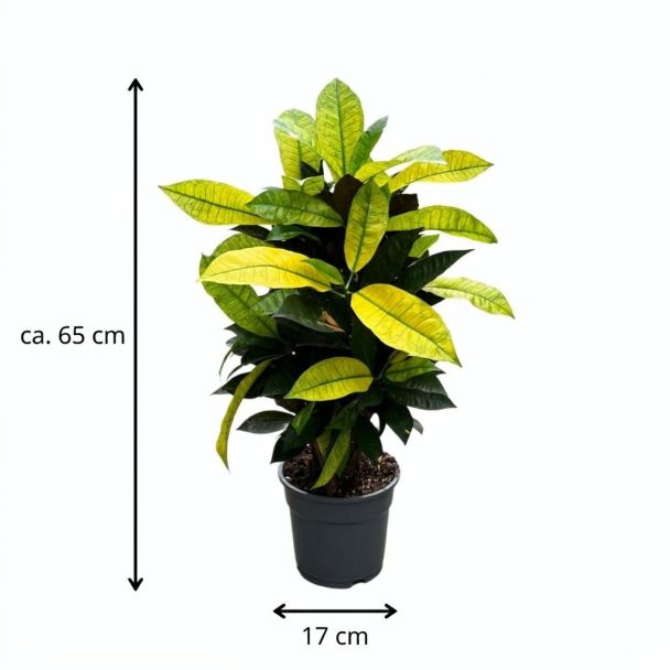 Croton Mrs. Iceton ca 65 cm
