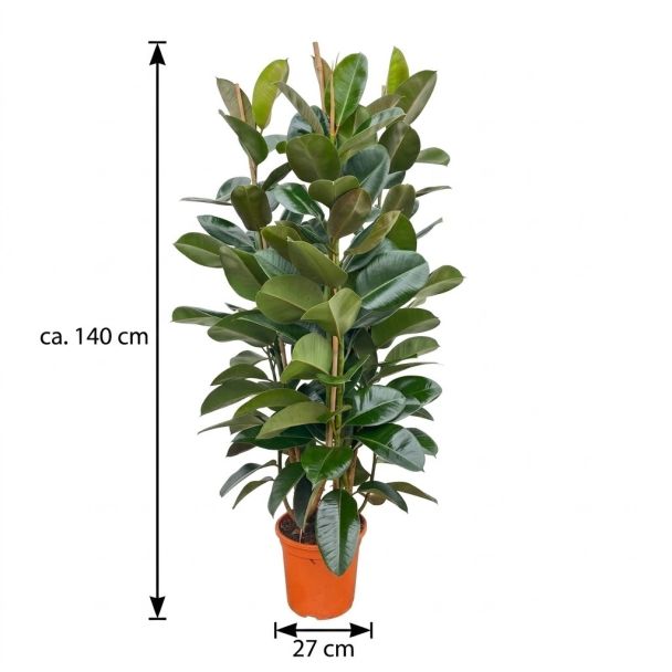 Rubberboom 140 cm