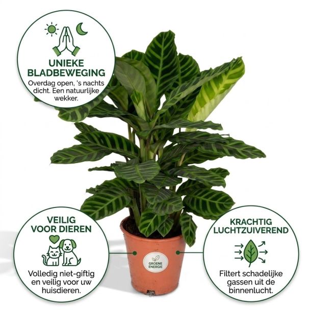Pauwenplant voordelen