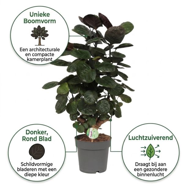 Aralia voordelen