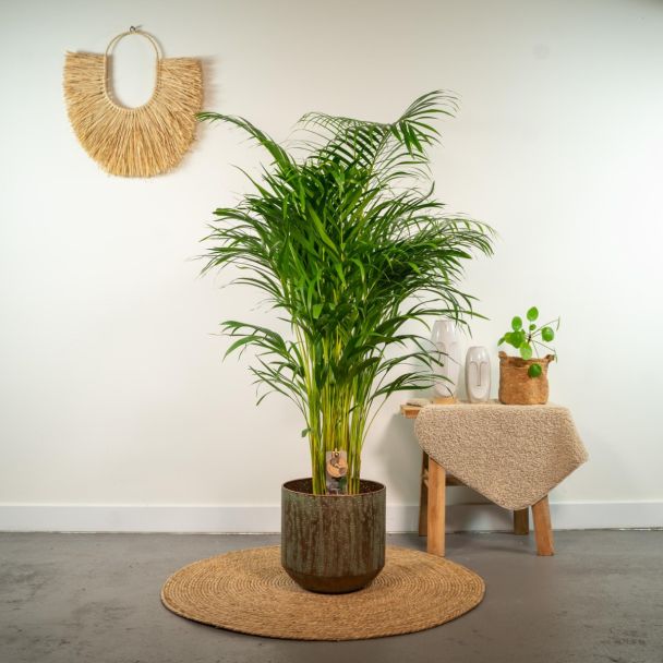 Goudpalm Areca met frisgroene bladeren in woonkamer