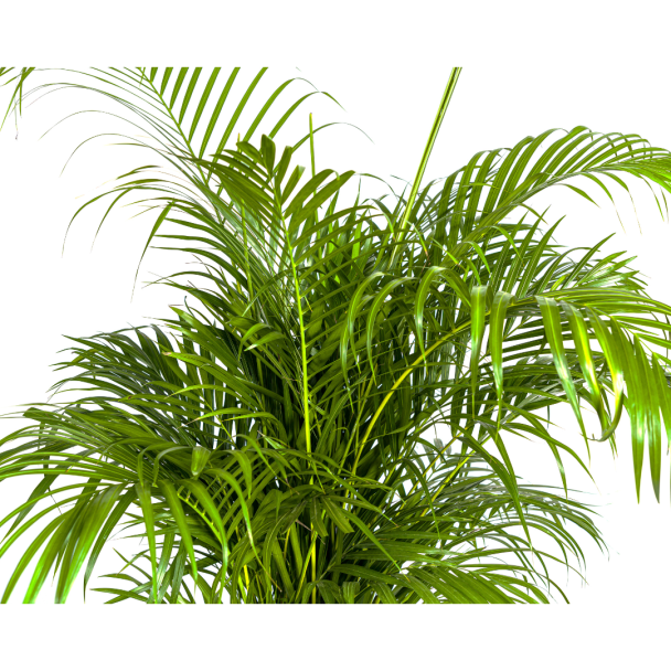 bovenkant Dypsis Areca Lutescens Goudpalm kamerplant