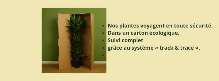 Hoe verzenden wij planten