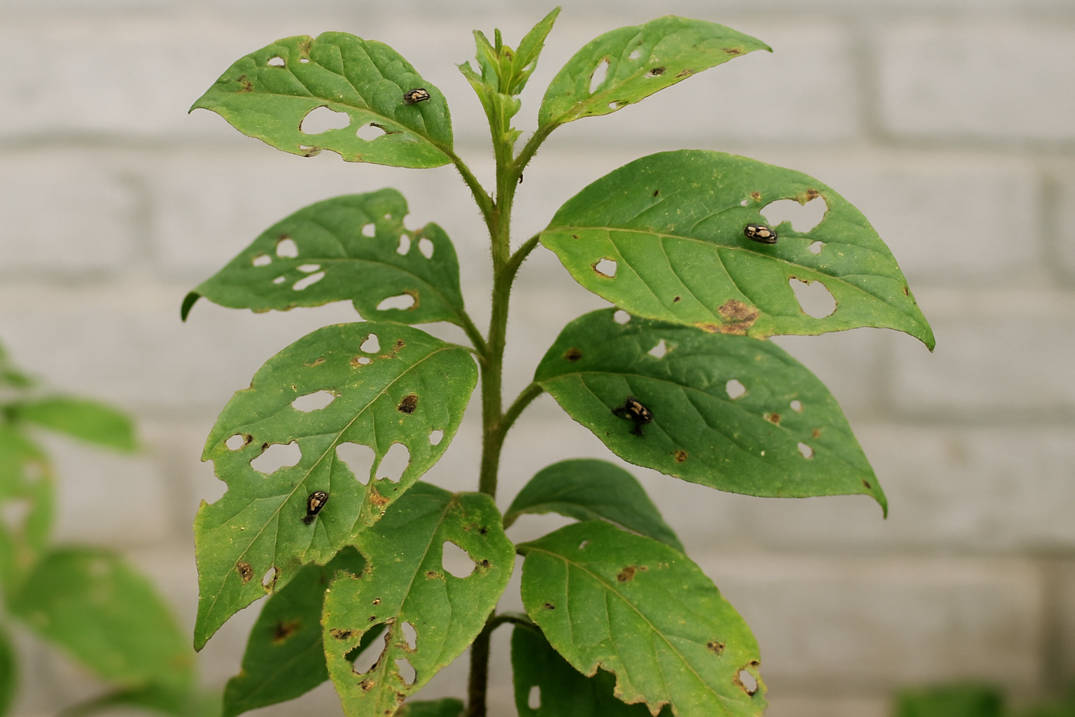 Parasites dans le jardin : reconnaître et agir